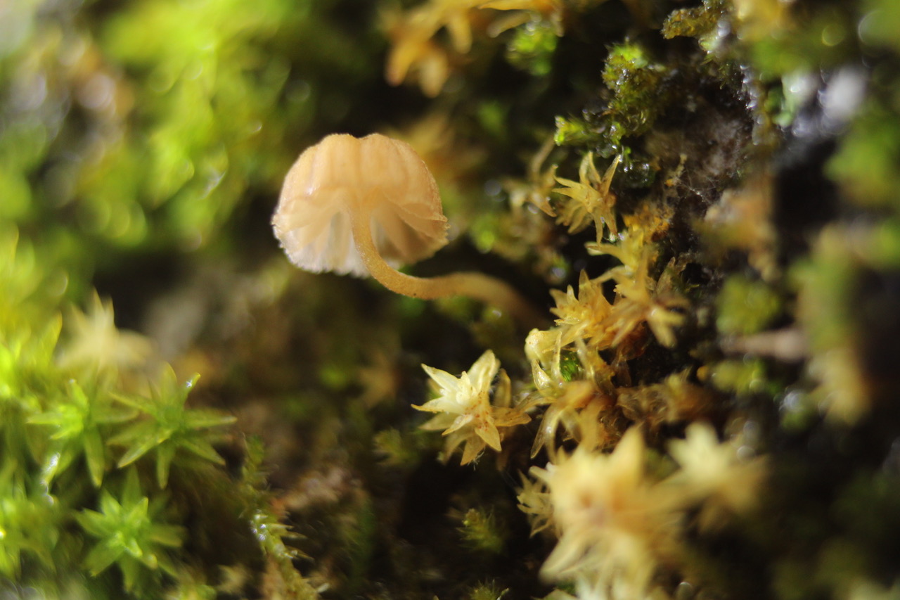 Nature’s Hidden Secrets — photograph by Henry Hart (2 of 4)