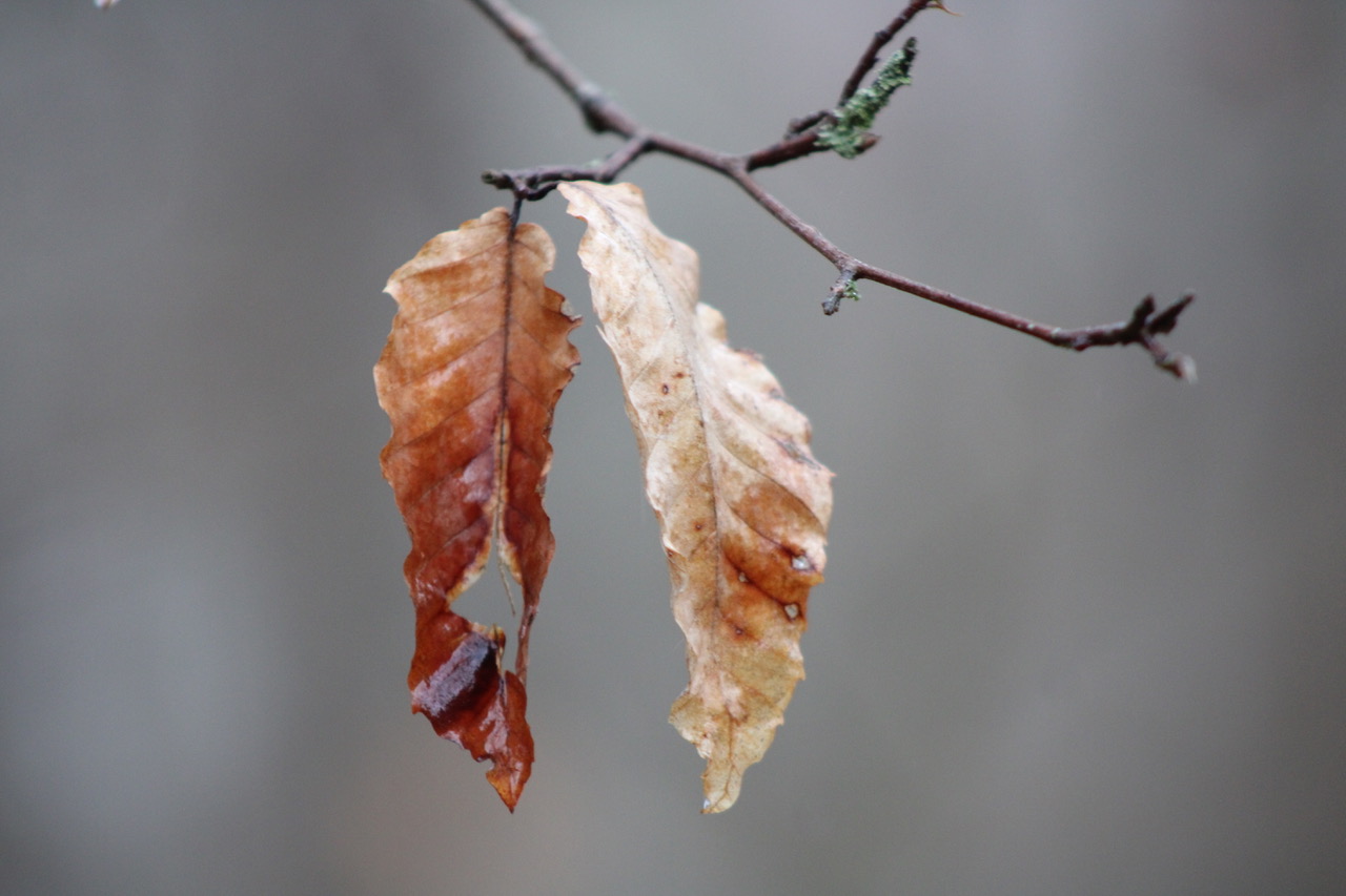 Nature’s Hidden Secrets — photograph by Henry Hart (3 of 4)