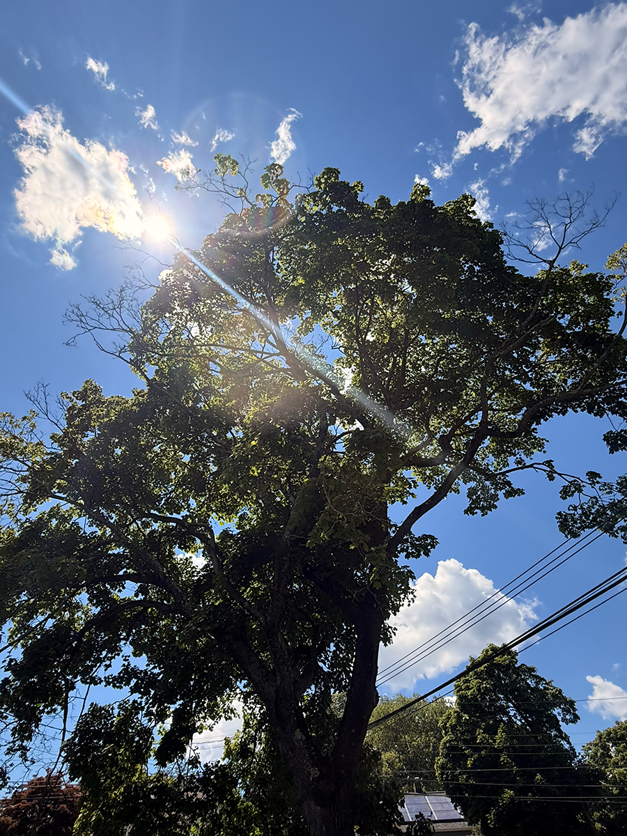 A tall tree seen from below, sunlight flaring through its leaves against a bright blue sky.